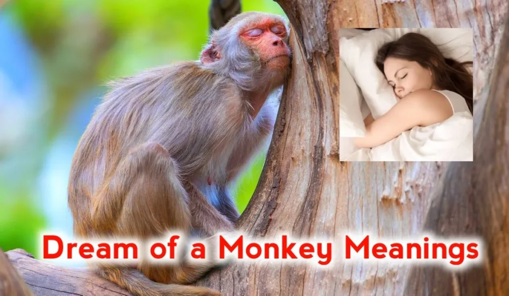 Meaning of Dream of a Monkey