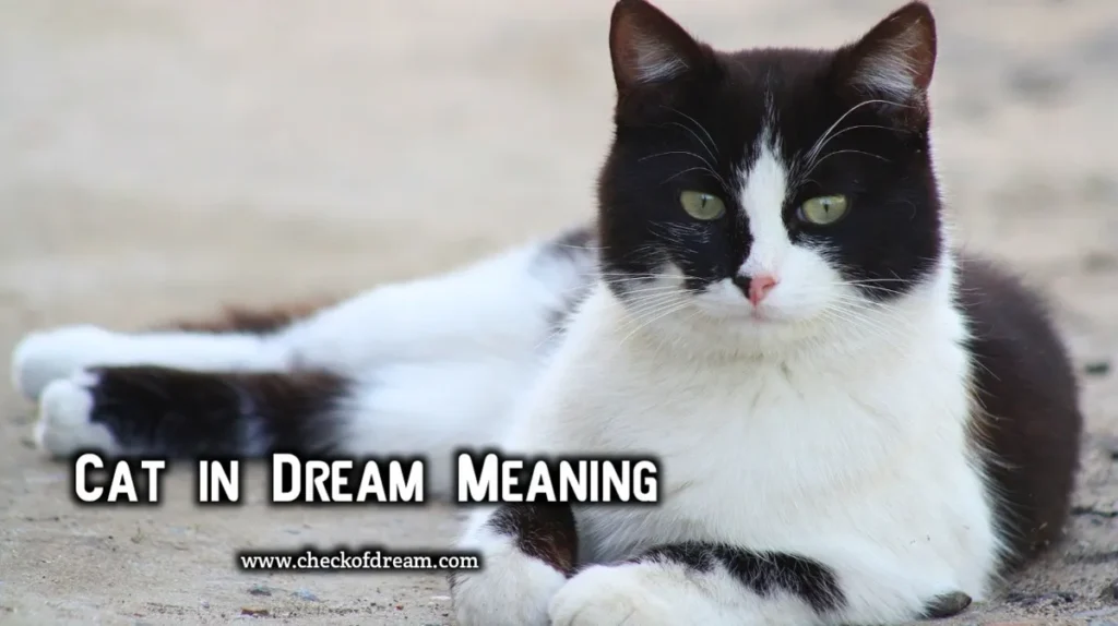 Cat in Dream Meaning