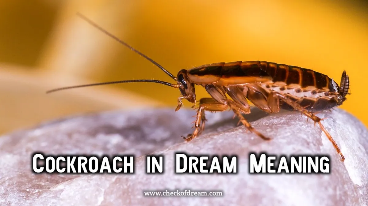 Cockroach in Dream Meaning