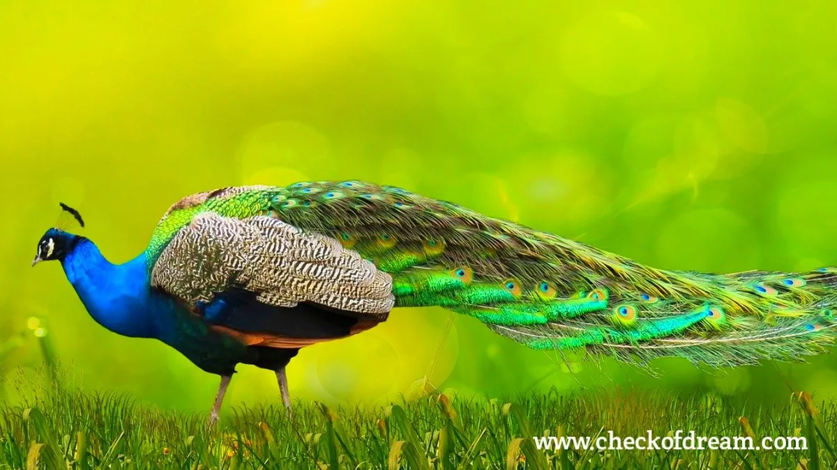 What Does It Mean To See Peacock in Dream